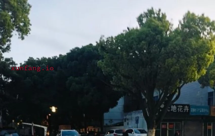 苏州市 昆山市 花桥镇公路边花卉店旁电瓶车妹活跃 现场图 1